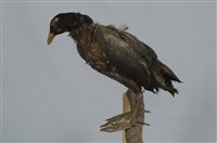 藏品(白冠雞)的圖片